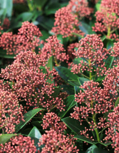 Skimmia japonica Rubella - Skimmia du Japon - Boutons floraux