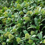 Skimmia japonica White - Skimmia du Japon blanc - vue d'ensemble