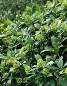 Skimmia japonica White - Skimmia du Japon blanc - vue d'ensemble