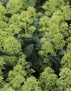 Skimmia japonica White - Skimmia du Japon blanc - Boutons floraux