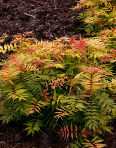 Sorbaria sorbifolia Sem ® - Sorbaire à feuilles de sorbier - vue d'ensemble