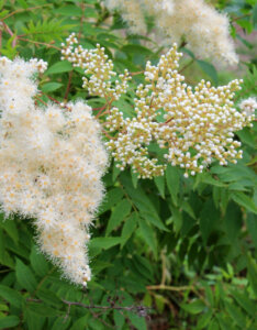 Sorbaria sorbifolia Sem ® - Sorbaire à feuilles de sorbier - Inflorescences
