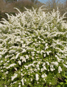 Spiraea arguta - Spirée blanche - vue d'ensemble