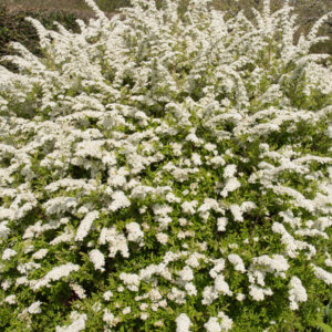 Spiraea arguta - Spirée blanche - vue d'ensemble