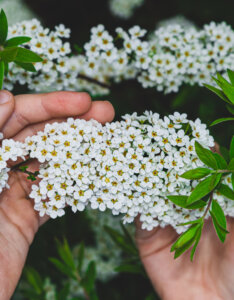 Spiraea arguta - Spirée blanche - Inflorescence