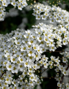 Spiraea arguta - Spirée blanche - fleurs