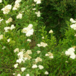 Spiraea japonica Albiflora - Spirée Japonaise blanche - vue d'ensemble