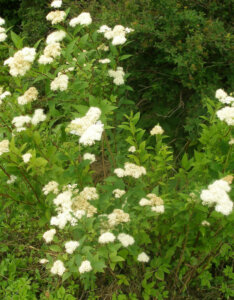 Spiraea japonica Albiflora - Spirée Japonaise blanche - vue d'ensemble