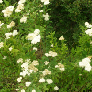 Spiraea japonica Albiflora - Spirée Japonaise blanche - vue d'ensemble