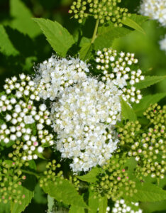 Spiraea japonica Albiflora - Spirée Japonaise blanche - inflorescences