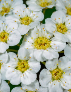 Spiraea japonica Albiflora - Spirée Japonaise blanche - Fleurs