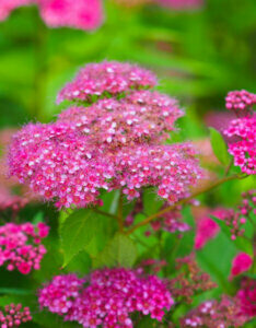 Spiraea japonica Anthony Waterer - Spirée Japonaise rose - inflorescences