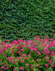 Spiraea japonica Anthony Waterer - Spirée Japonaise rose - vue d'ensemble