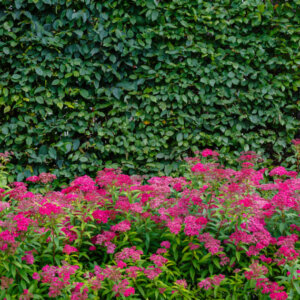 Spiraea japonica Anthony Waterer - Spirée Japonaise rose - vue d'ensemble