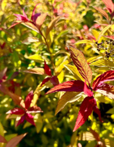Spiraea japonica Firelight - Spirée Japonaise - Feuillage