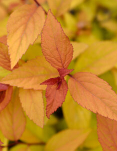 Spiraea japonica Firelight - Spirée Japonaise - feuillage