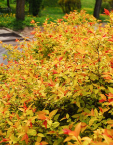 Spiraea japonica Firelight - Spirée Japonaise - vue d'ensemble