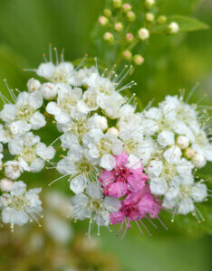 Spiraea japonica Genpei - Spirée Japonaise - inflorescence