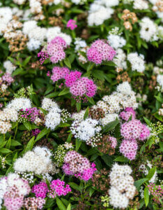 Spiraea japonica Genpei - Spirée Japonaise - vue d'ensemble