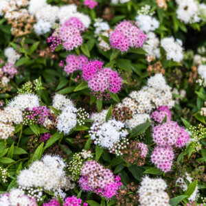 Spiraea japonica Genpei - Spirée Japonaise - vue d'ensemble