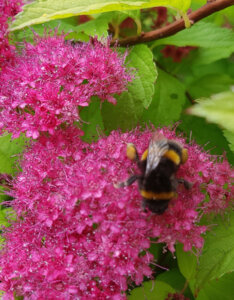 Spiraea japonica Golden Princess - Spirée Japonaise - Inflorescence
