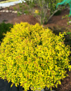 Spiraea japonica Golden Princess - Spirée Japonaise - vue d'ensemble