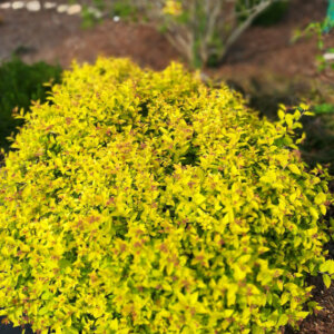 Spiraea japonica Golden Princess - Spirée Japonaise - vue d'ensemble