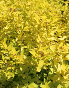 Spiraea japonica Golden Princess - Spirée Japonaise - feuillage
