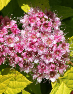 Spiraea japonica Goldflame - Spirée Japonaise - Inflorescence