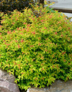 Spiraea japonica Goldflame - Spirée Japonaise - vue d'ensemble