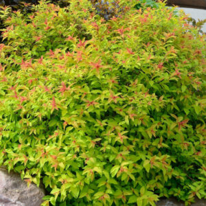 Spiraea japonica Goldflame - Spirée Japonaise - vue d'ensemble