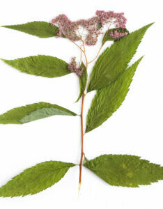 Spiraea japonica Little Princess - Spirée Japonaise - Fleurs séchées