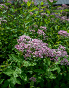 Spiraea japonica Little Princess - Spirée Japonaise - vue d'ensemble