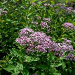 Spiraea japonica Little Princess - Spirée Japonaise - vue d'ensemble