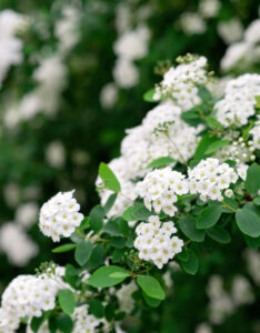 Spiraea nipponica Snowmound - Spirée japonaise - Inflorescences