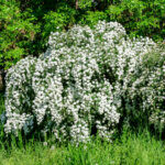 Spiraea nipponica Snowmound - Spirée japonaise - vue d'ensemble