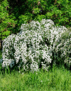 Spiraea nipponica Snowmound - Spirée japonaise - vue d'ensemble