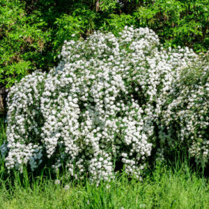 Spiraea nipponica Snowmound - Spirée japonaise - vue d'ensemble