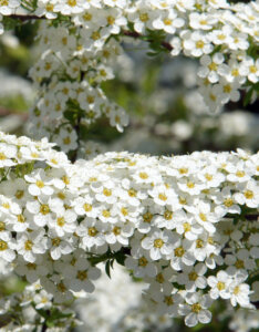 Spiraea nipponica Snowmound - Spirée japonaise - fleurs