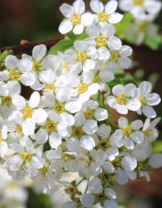 Spiraea prunifolia - Spirée à feuilles de Prunier - Fleurs