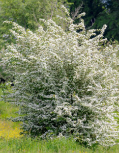 Spiraea prunifolia - Spirée à feuilles de Prunier - vue d'ensemble