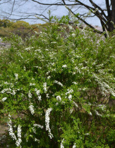 Spiraea thunbergii - Spirée de Thunberg - vue d'ensemble