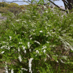 Spiraea thunbergii - Spirée de Thunberg - vue d'ensemble