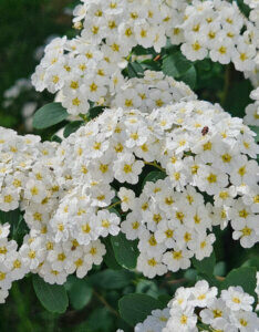 Spiraea thunbergii - Spirée de Thunberg - fleurs