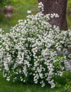 Spiraea vanhouttei - Spirée de Van Houtte - vue d'ensemble