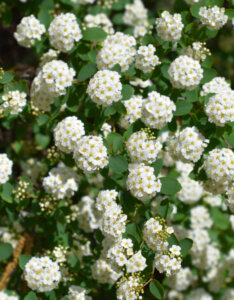 Spiraea vanhouttei - Spirée de Van Houtte - fleurs