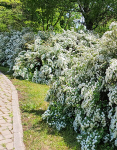 Spiraea vanhouttei - Spirée de Van Houtte - vue d'ensemble