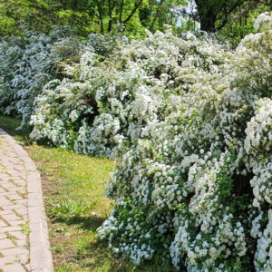 Spiraea vanhouttei - Spirée de Van Houtte - vue d'ensemble