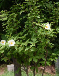 Stewartia pseudocamellia - Stewartia faux-camellia - vue d'ensemble