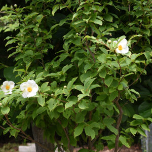 Stewartia pseudocamellia - Stewartia faux-camellia - vue d'ensemble